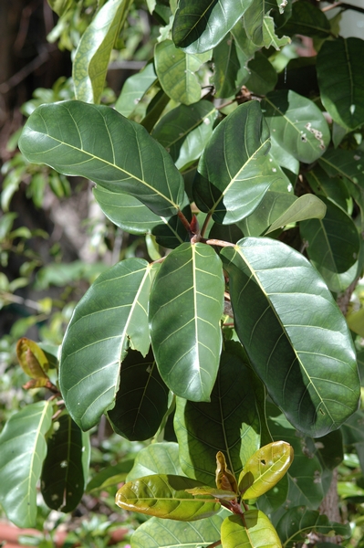 Ficus lutea - FigWeb